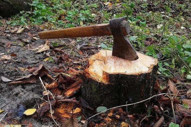 На Львівщині незаконно зрізали 311 дерев: збитки сягнули 3 млн грн