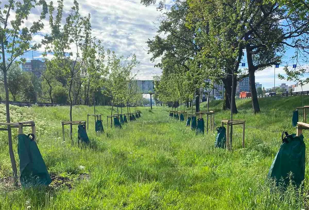 Понад 6 тисяч мішків для поливу: як у Києві рятують дерева від спеки