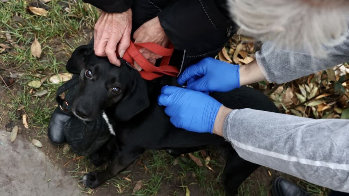 У Брюховичах безкоштовно вакцинуватимуть домашніх тварин від сказу: як записатися