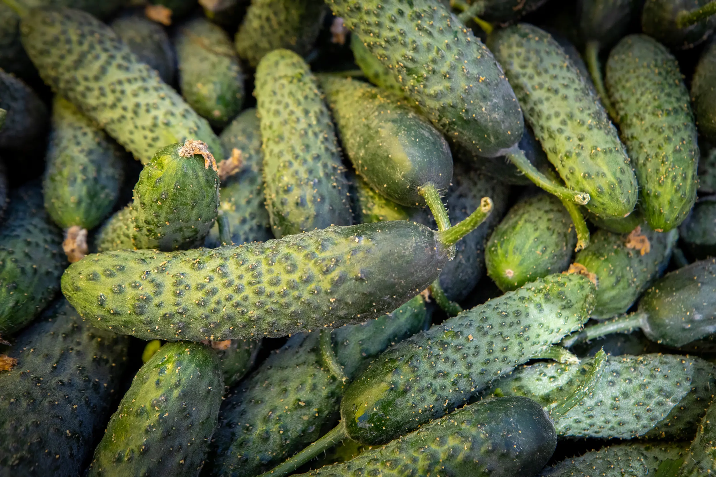 Продуктові ярмарки у Києві 20–25 жовтня: де можна купити овочі, фрукти та інші продукти